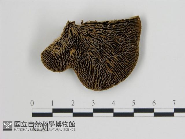 登錄號:F0006722藏品圖，第1張