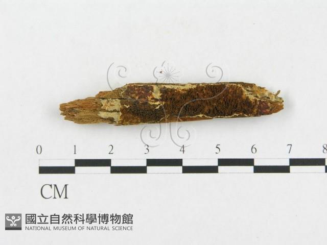 登錄號:F0016722藏品圖，第1張