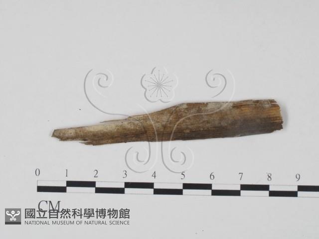 剛毛絲皮菌藏品圖，第1張
