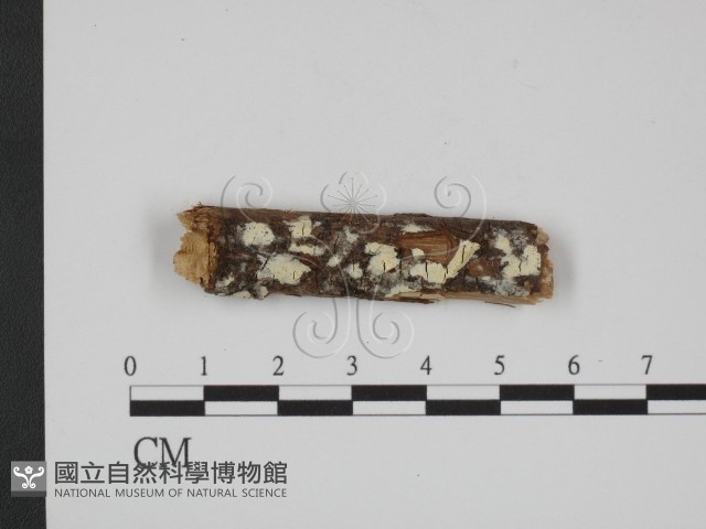 絲齒菌屬藏品圖，第1張
