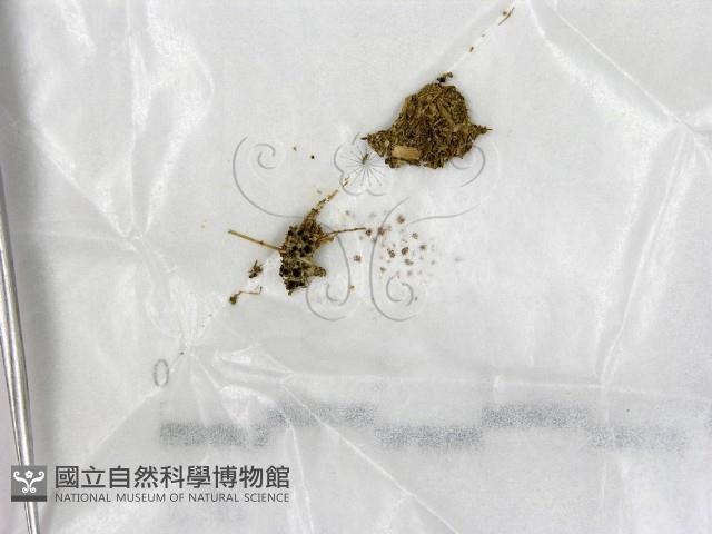登錄號:F0004722藏品圖，第1張