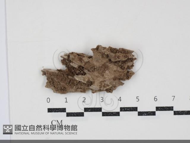 絲皮菌屬藏品圖，第1張