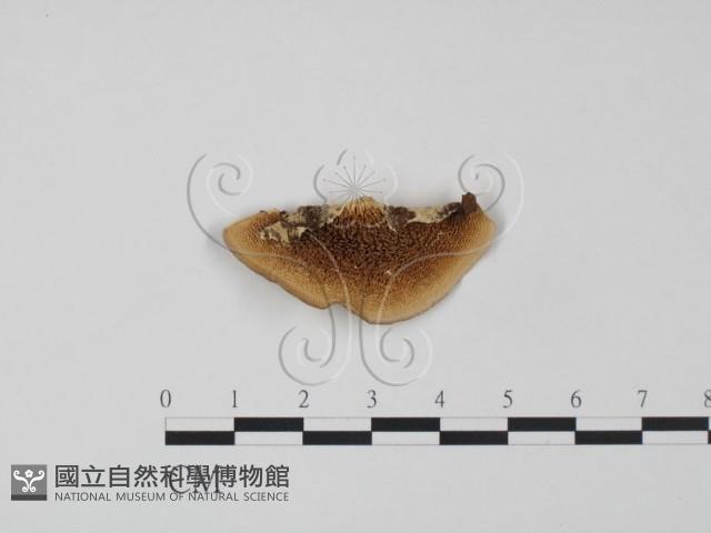 登錄號:F0002722藏品圖，第1張