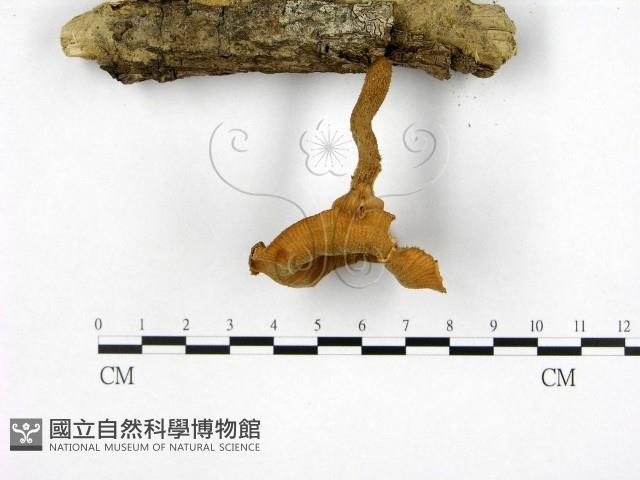 登錄號:F0012722藏品圖，第1張