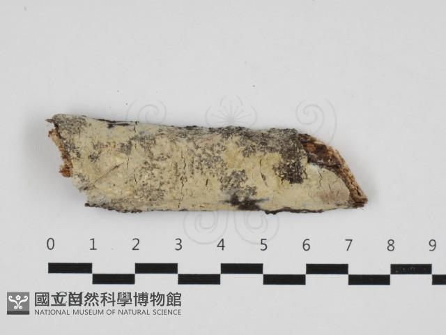 登錄號:F0032722藏品圖，第1張