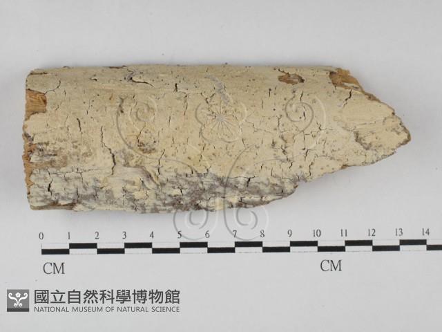 登錄號:F0027722藏品圖，第1張