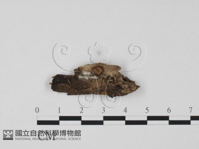 登錄號:F0007722藏品圖，第1張