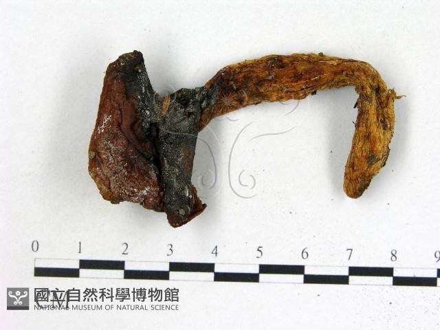 登錄號:F0017722藏品圖，第1張