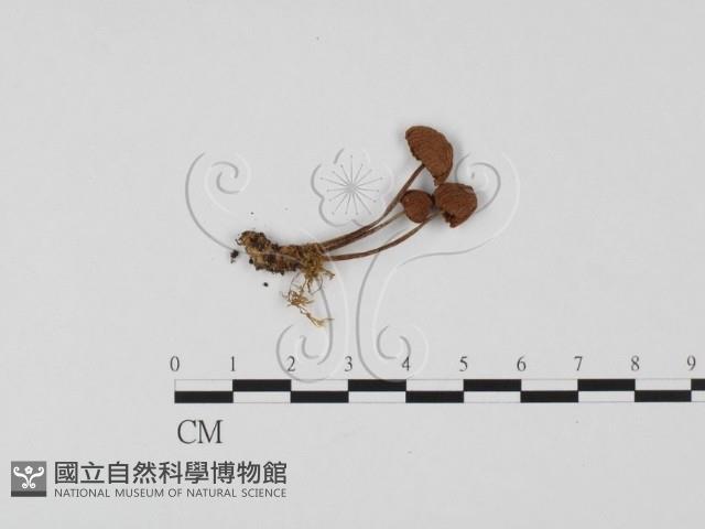 小菇屬藏品圖，第1張