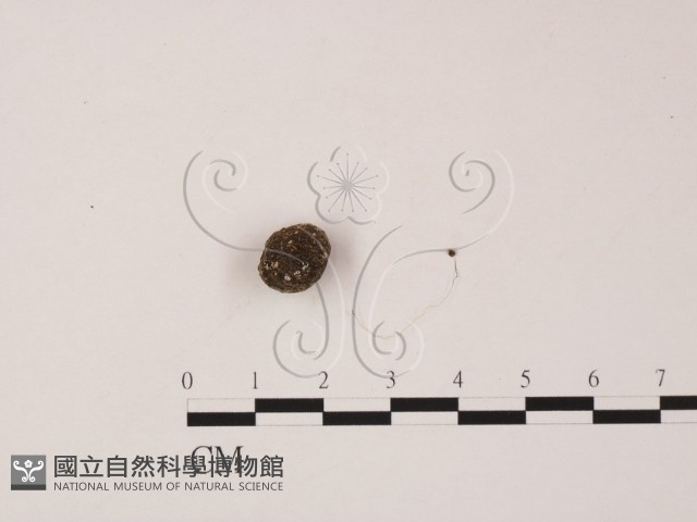 登錄號:F0005722藏品圖，第1張