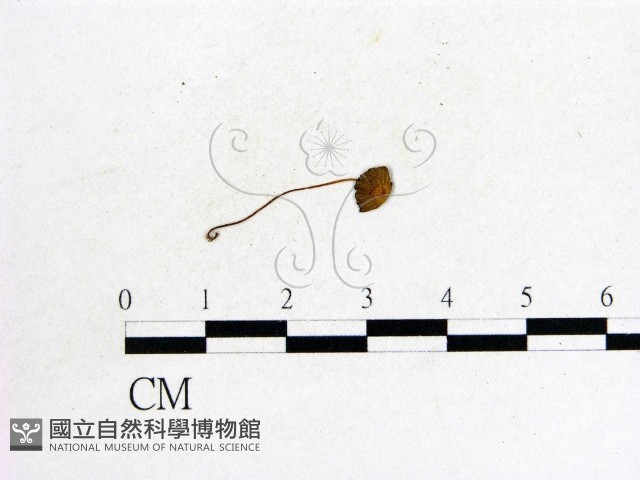 登錄號:F0009722藏品圖，第1張