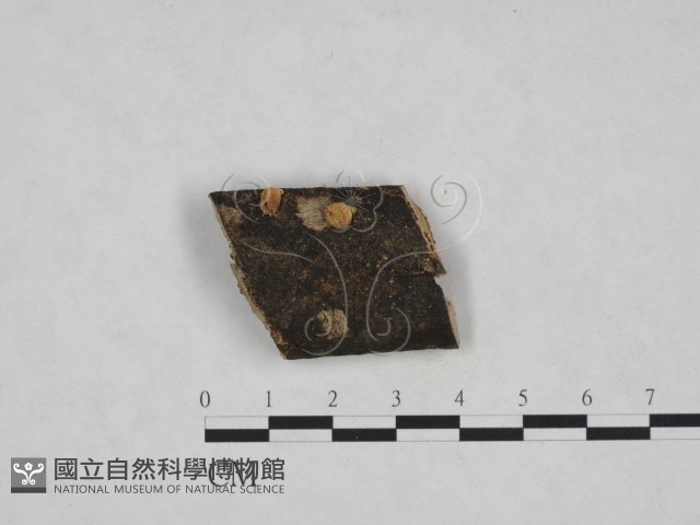 登錄號:F0023722藏品圖，第1張