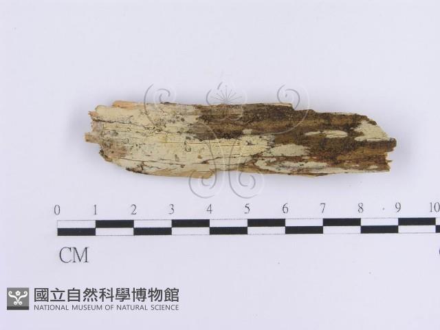 登錄號:F0013722藏品圖，第1張