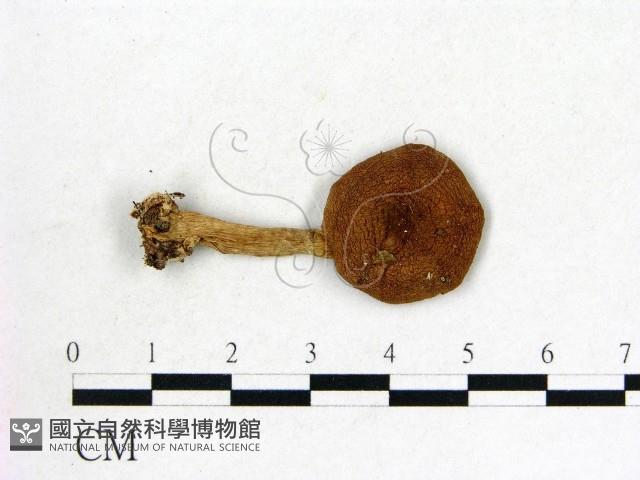 登錄號:F0008522藏品圖，第1張