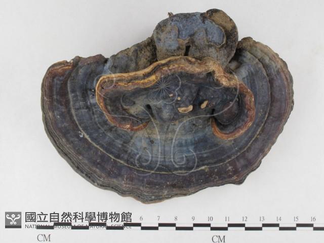 登錄號:F0020522藏品圖，第1張