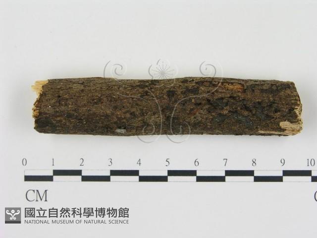 登錄號:F0000522藏品圖，第1張