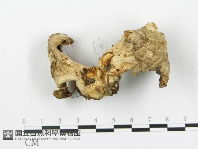 登錄號:F0010522藏品圖，第1張