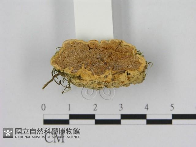 登錄號:F0006522藏品圖，第1張