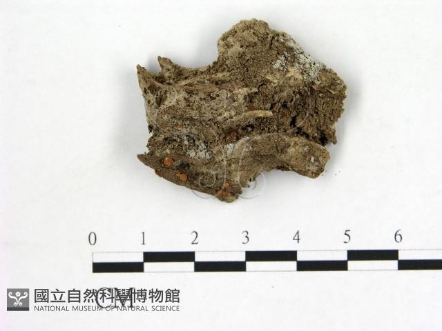 登錄號:F0016522藏品圖，第1張