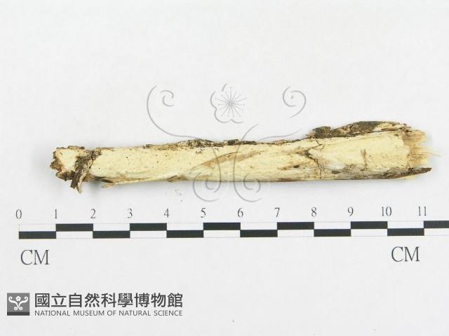 登錄號:F0001522藏品圖，第1張