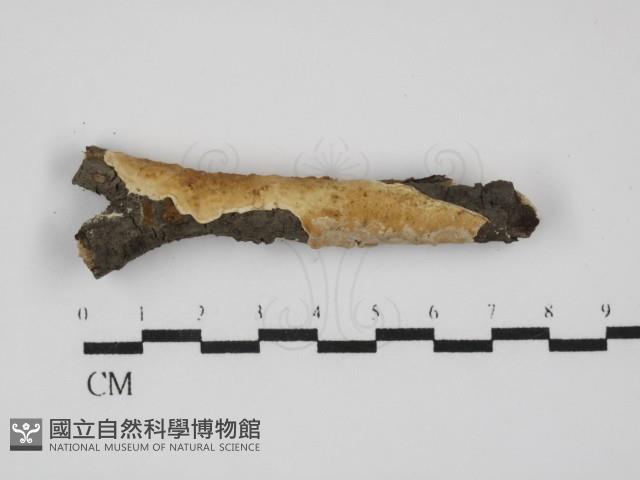 登錄號:F0031522藏品圖，第1張