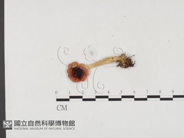 登錄號:F0024522藏品圖，第1張