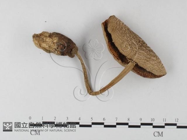 鵝膏屬藏品圖，第1張