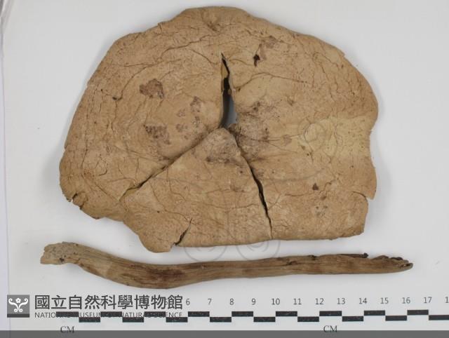 登錄號:F0034522藏品圖，第1張