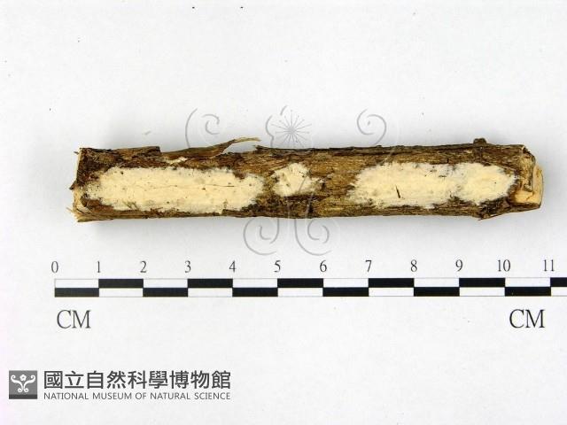 登錄號:F0022522藏品圖，第1張