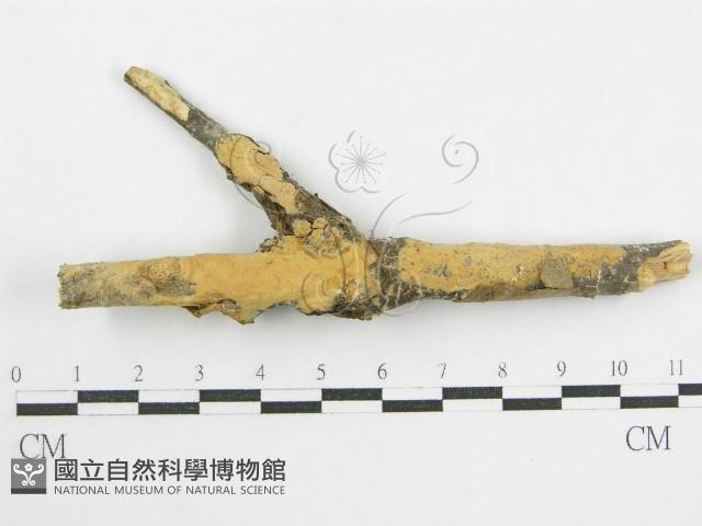 登錄號:F0002522藏品圖，第1張