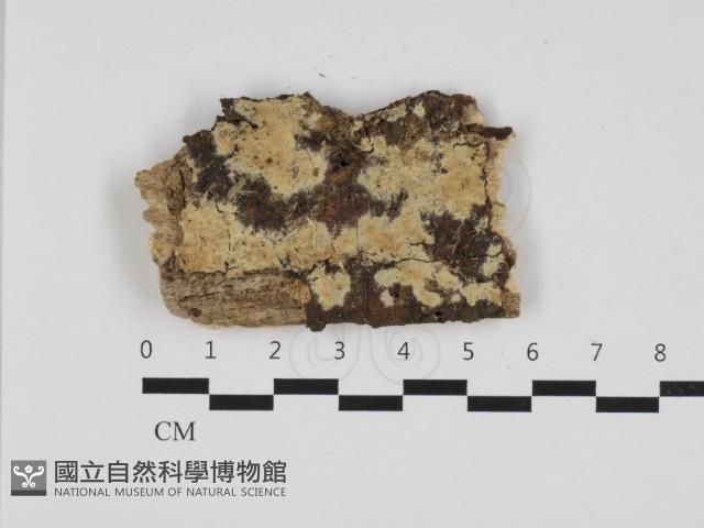 齒耳菌屬藏品圖，第1張