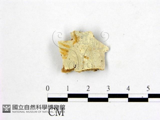 多年臥孔菌屬藏品圖，第1張