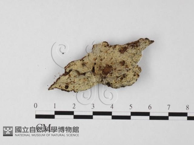 阿太菌屬藏品圖，第1張