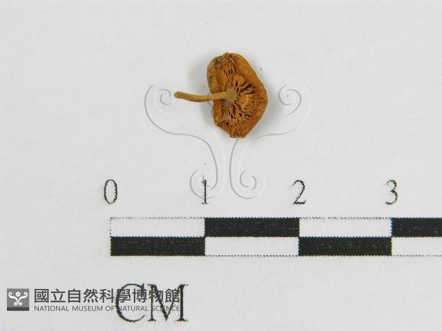 登錄號:F0005522藏品圖，第1張