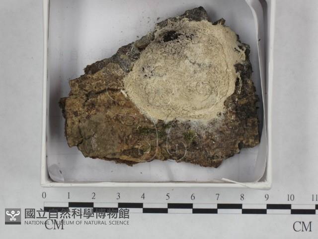 登錄號:F0015522藏品圖，第1張