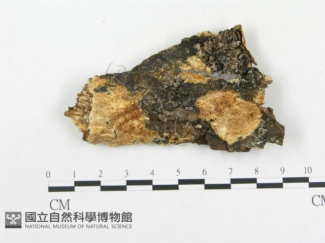 登錄號:F0009522藏品圖，第1張