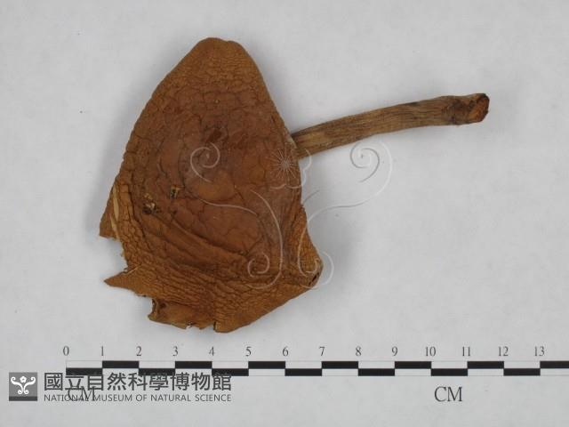 登錄號:F0023522藏品圖，第1張