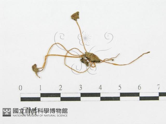 登錄號:F0003522藏品圖，第1張