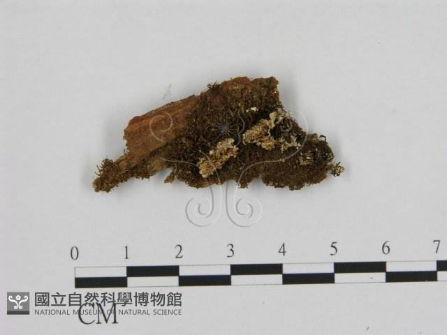 寡孔菌屬藏品圖，第1張