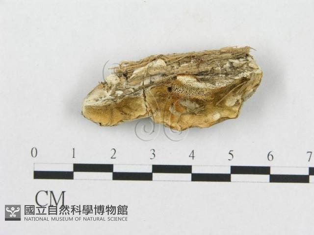 登錄號:F0008122藏品圖，第1張