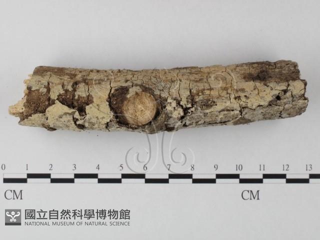 登錄號:F0020122藏品圖，第1張