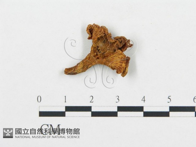 杯傘屬藏品圖，第1張