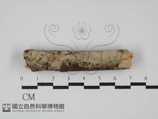 登錄號:F0030122藏品圖，第1張