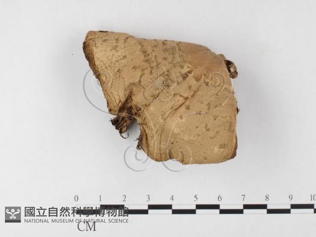 登錄號:F0026122藏品圖，第1張