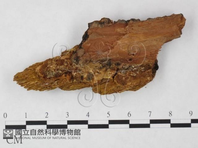 登錄號:F0006122藏品圖，第1張