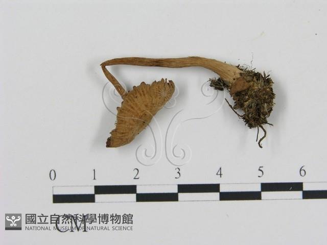 登錄號:F0016122藏品圖，第1張