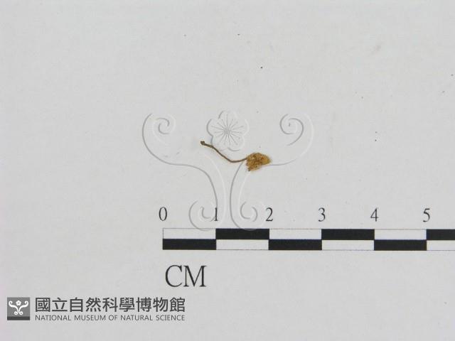 小菇屬藏品圖，第1張