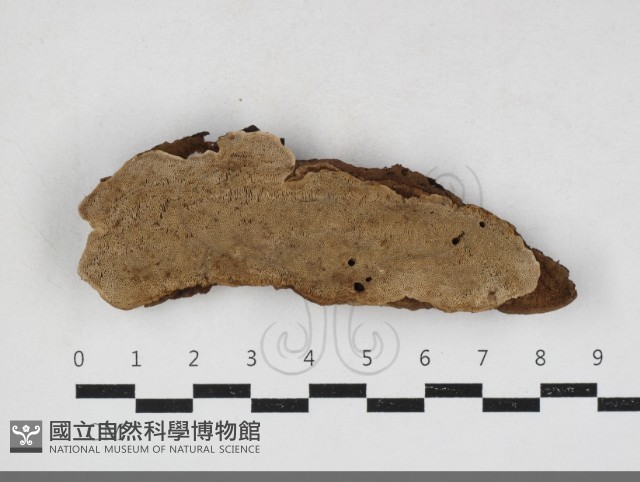 登錄號:F0034122藏品圖，第1張