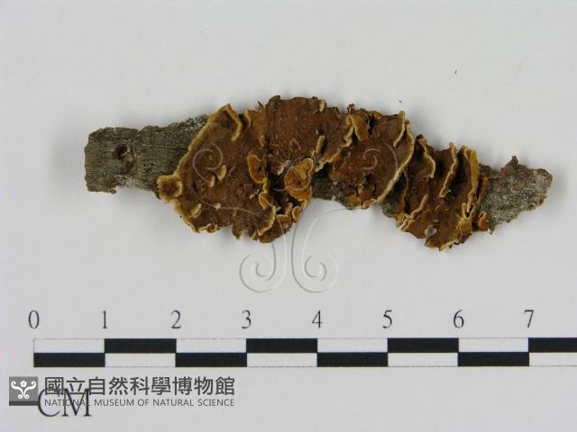 刺革菌屬藏品圖，第1張