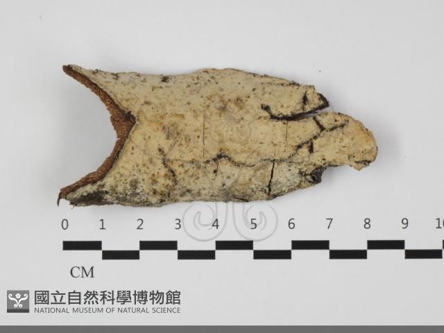 登錄號:F0032122藏品圖，第1張
